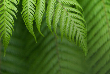 Green fern frond plant brunch background