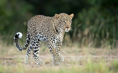 One adult male leopard walking in Masai Mara Kenya