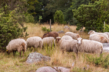 Fototapeta premium Beautiful, cute and funny sheep outdoors, in the country, in the wild nature