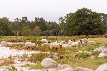 Fototapeta premium Beautiful, cute and funny sheep outdoors, in the country, in the wild nature
