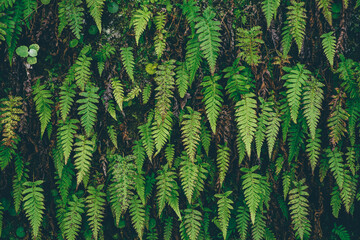 Fern in the dense jungle in levada to Risco waterfall, Madeira Island, Portugal