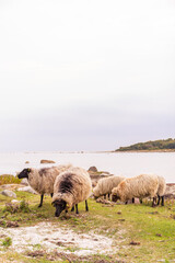 Fototapeta premium Beautiful, cute and funny sheep outdoors, in the country, in the wild nature
