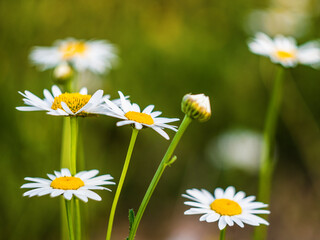 Obraz premium Chamomile close-up. Chamomile on a blurred natural background. Greeting card with flowers. Selective focus 