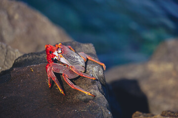 Red crabs catching sun on rocks on beach in Madeira island