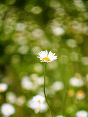 Chamomile close-up. Chamomile on a blurred natural background. Greeting card with flowers. Selective focus
