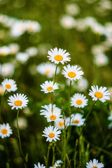 Chamomile close-up. Chamomile on a blurred natural background. Greeting card with flowers. Selective focus
