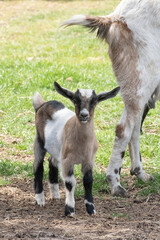 One, white, brown horned, baby goat kids, standing next to the mother, selective focus