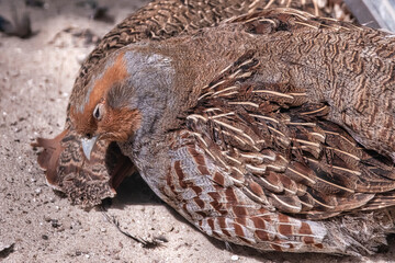 Two common Quail, Coturnix coturnix, birds in the nature habitat. Quail sitting in the sand