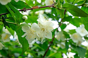Jasmine bloomed in the garden