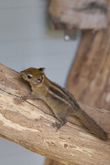 A striped rodents marmots chipmunks squirrel spotted on a tree trunk on hunting mood. Animal behavior themes. Focus on eye