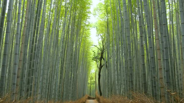 誰もいない嵐山の竹林の小径【ティルトダウン】