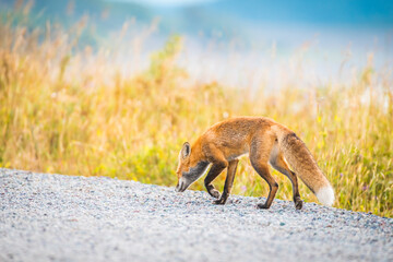 The red fox in the fairy tale The Little Prince