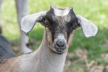 One brown, white, black horned, baby goat kid, standing on the spring grass, head shot