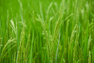 Fototapeta na wymiar Rice with fresh hair in the farmland