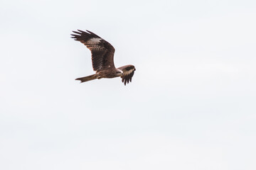 eagle in flight
