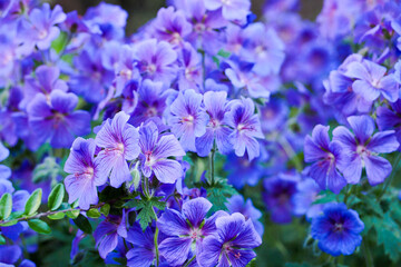 a lot of blue with purple in the summer. background of blue flowers