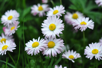 Very beautiful daisies in the garden