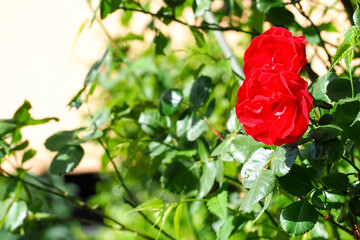 Obraz premium rose Bush with two red buds on the right . red roses in summer . holiday, poster