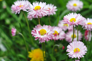 Very beautiful daisies in the garden
