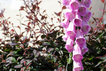 lilac flowers in the garden