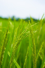 Rice with fresh hair in the farmland
