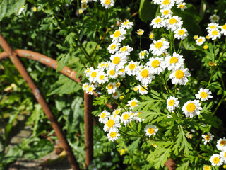 lots of white Daisy buds in the garden on a summer day . white flower