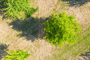 Obraz premium Draufsicht auf Apfelbäume in einer Streuobstwiese im Taunus/Deutschland bei sonnigem Wetter