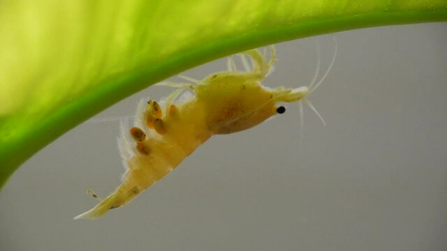Extrem sch&ouml;ne wertvolle tragende Caridina Garnele in aufgesalzenem Osmosewasser im Aquarium