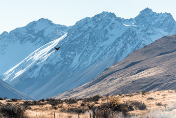 New Zealand Alpine Hawk