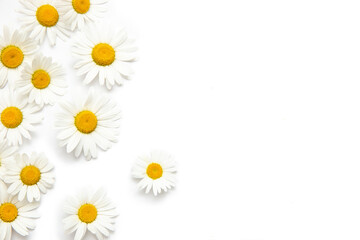 White background with chamomile. Flowers, Texture, nature