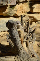 Meerkat (Surikate), zoo of Frankfurt