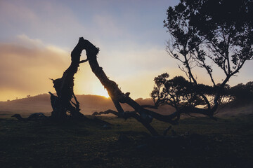 Laurus tree in the fog in the old forest close to Lago do Fanal, Madeira island, Portugal