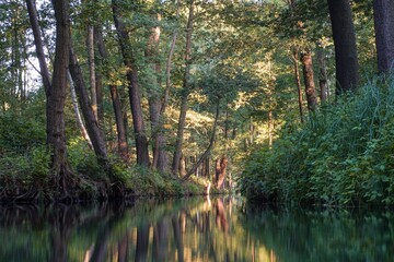 Obraz premium Canal in the forest of the biosphere reserve 