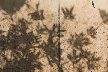 the shadow of a plant on a white old ground