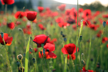 Naklejka na ściany i meble red poppy flowers in field