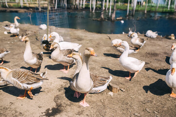 Obraz premium Goose family near pond on sunny day in a farm.