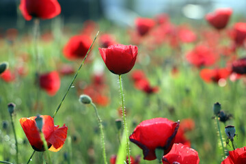 red poppy flowers in field
