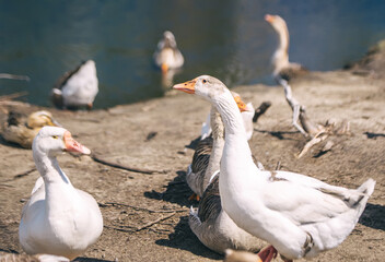 Funny adult geese on farm yard near pond. Domestic goose live at beautiful animal farm