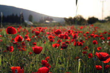 red poppy flowers in field