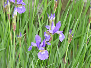 Wild purple iris in the spring