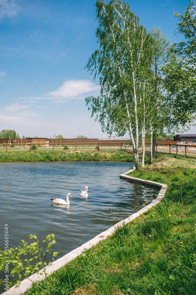 Wall mural birchwood and lake with two white swans