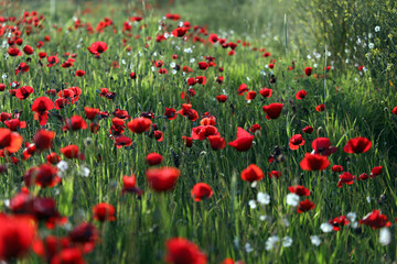 Fototapeta na wymiar red poppy flowers in field