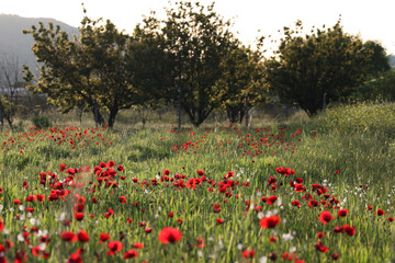 red poppy flowers in field