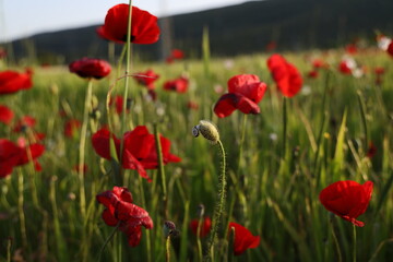 red poppy flowers in field