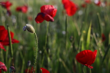 red poppy flowers in field