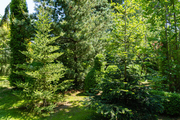 Fototapeta na wymiar Spruce Abies koreana is surrounded by evergreens. Thuja western, Japanese glauca, Nordman fir and boxwood grow on all sides. Evergreen landscaped garden. Spring sunny day. Nature concept for design.
