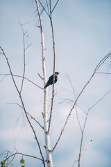 Crow on a birch. Silhouette of a tree with a crow in spring day.