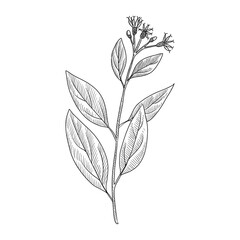 vector drawing bitter leaf