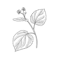 vector drawing linden branch