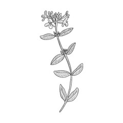 vector drawing thyme